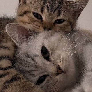 Telegram profile photo for π΄π π΄πππππ