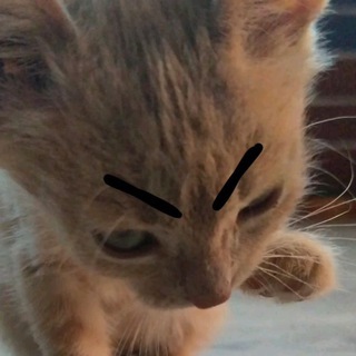 Telegram profile photo for в 444 ненавидят