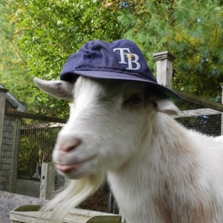 Telegram profile photo for The Local Stingray Chronicle