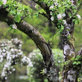 Telegram profile photo for उद्यान woodland garden