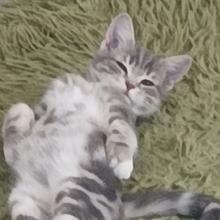 Telegram profile photo for Щитпост Аверин