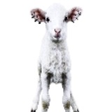 Telegram profile photo for huntereyes.shop