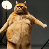 Telegram profile photo for ГИФКИ ЕБЛАНА