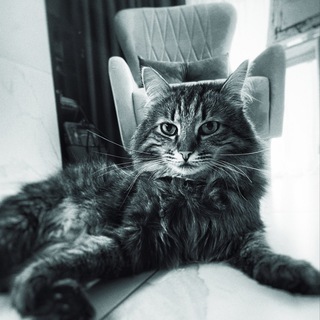 Telegram profile photo for кот ричард