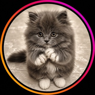 Telegram profile photo for МИЛАШКИ 🐱🐾