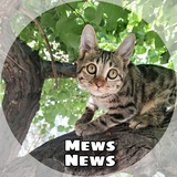 Telegram profile photo for 🐱میوز نیوز |Mews News🐱