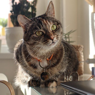 Telegram profile photo for 🪐Мини Марсианин🐈⬛
