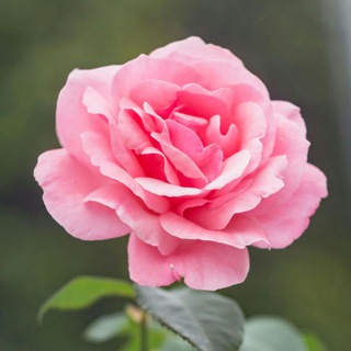 Telegram profile photo for روائع التلاوات