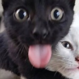 Telegram profile photo for Клоповник