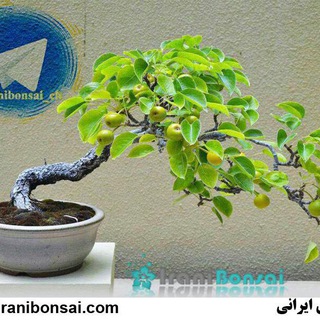 Telegram profile photo for گلفروشي اينترنتي بونسای ایرانی