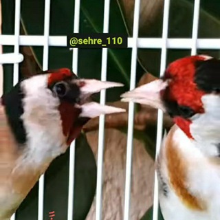 Telegram profile photo for سهره ۱۱۰