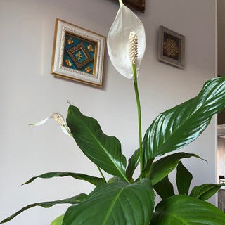 Telegram profile photo for Гүн ногоон🌿Зелёный лист🌱