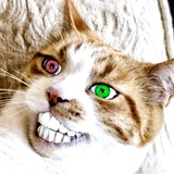 Telegram profile photo for Fuck these memes