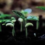 Telegram profile photo for جوانه🌱