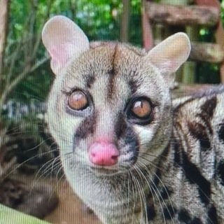 Telegram profile photo for кринжуля детоксный