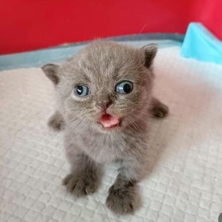Telegram profile photo for Какиш пукиш