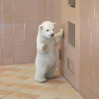 Telegram profile photo for Calm Bear on Solana