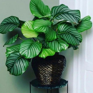 Telegram profile photo for Ficus Tim🪴