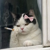 Telegram profile photo for صدای روز