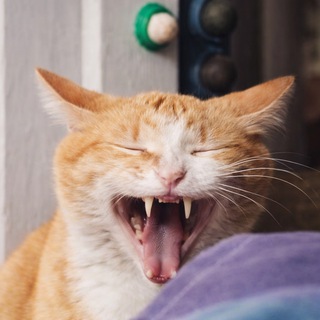 Telegram profile photo for Назарчук