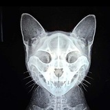 Telegram profile photo for SидоR рисует.🪓