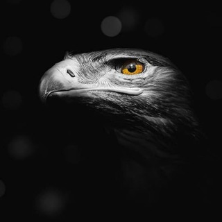 Telegram profile photo for JiM