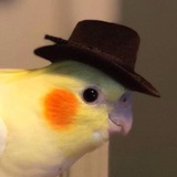 Telegram profile photo for Папуги