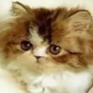 Telegram profile photo for емъ бонан но не с рисункоми