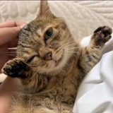 Telegram profile photo for meimeicatsol
