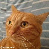 Telegram profile photo for Переходник @sassymen