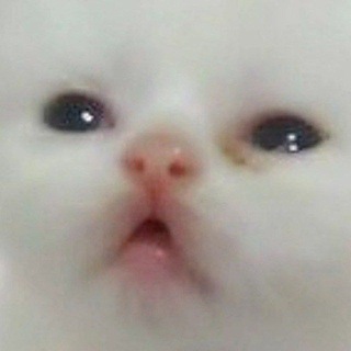 Telegram profile photo for Временный супер пупер дупер крутой канал котёнка по имени Mihikaru.