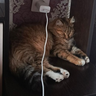 Telegram profile photo for кнопа ворлд доминейшн
