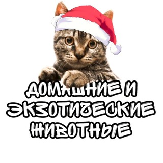 Telegram profile photo for Домашние и Экзотические животные ДНР