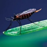 Telegram profile photo for Gall Midge