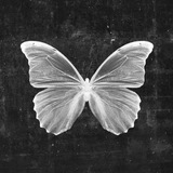Telegram profile photo for Synchronicity