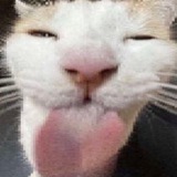 Telegram profile photo for silly goofy cats