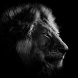 Telegram profile photo for Aslan Trades