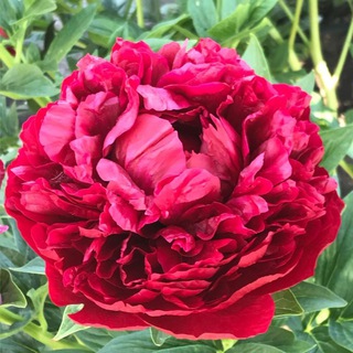Telegram profile photo for Сад Бесконечного Лета