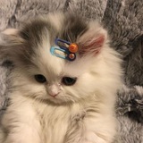 Telegram profile photo for Милота с вайлдбериз