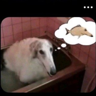 Telegram profile photo for фанклуб сатьи