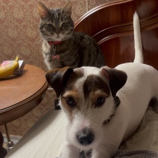 Telegram profile photo for 🐶Пепс и Туся😼➕ Друзья