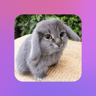 Telegram profile photo for Tihka