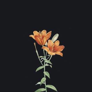 Telegram profile photo for 🍂 Outcast | Вывод средств