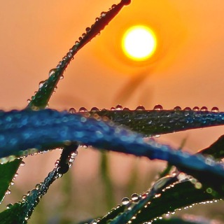 Telegram profile photo for 🌎🌿 Mother Nature 🌿❤