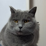 Telegram profile photo for 嘟言嘟语