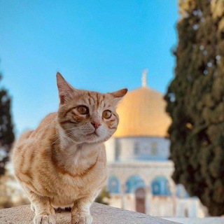 Telegram profile photo for يَۆميَآت غزآۆيَہ..🇵🇸🌏