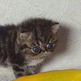 Telegram profile photo for Я вообще хз