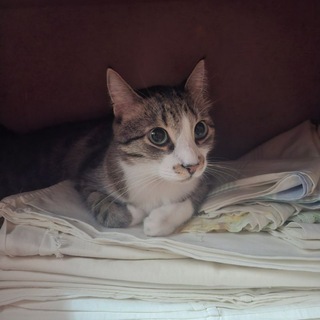 Telegram profile photo for Кіt Каt і КлубОк Кайфушних Котів😼😻