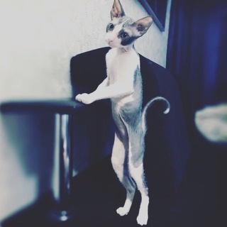 Telegram profile photo for Мать Драконов У Микрофона🎙️🎧