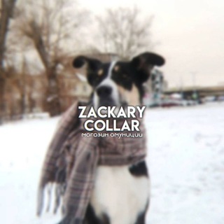 Telegram profile photo for zackary collar | ZC
